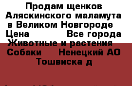 Продам щенков Аляскинского маламута в Великом Новгороде › Цена ­ 5 000 - Все города Животные и растения » Собаки   . Ненецкий АО,Тошвиска д.